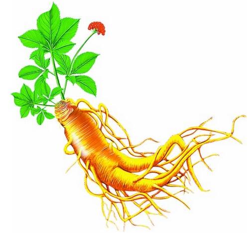 2019年我國人參行業(yè)種植面積、產(chǎn)量及最新價格情況